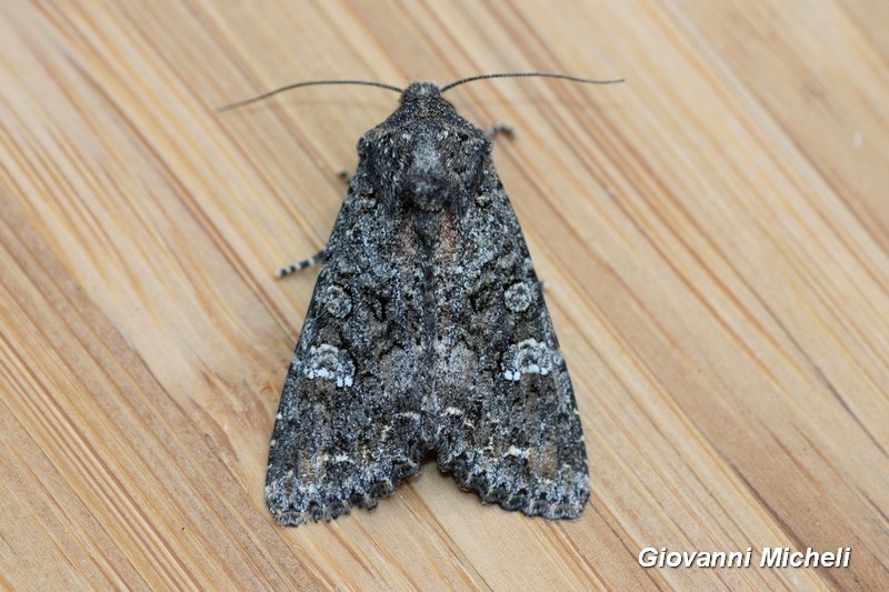 Noctuidae da Id - Mamestra brassicae